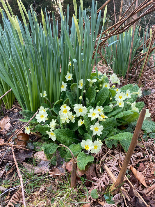 The Enchanting World of UK Primroses: Foraging and Folklore 🌼✨